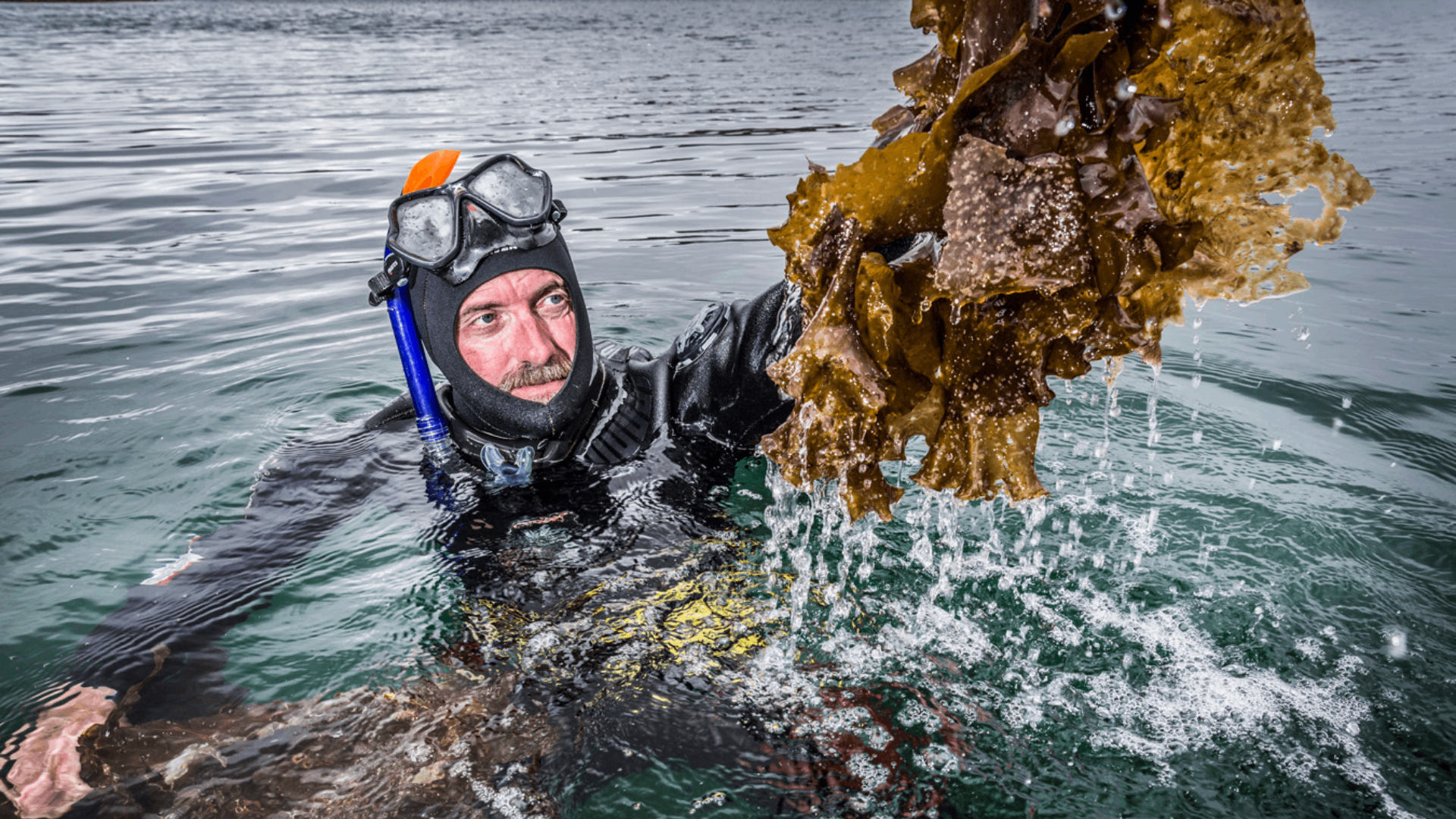 kelp